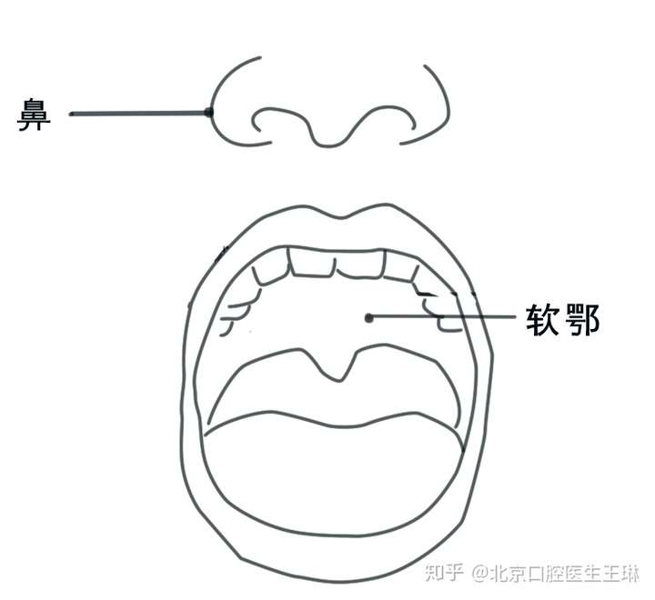 人類口腔的軟顎和鼻腔是連在一起的,嗅覺的感受器位於