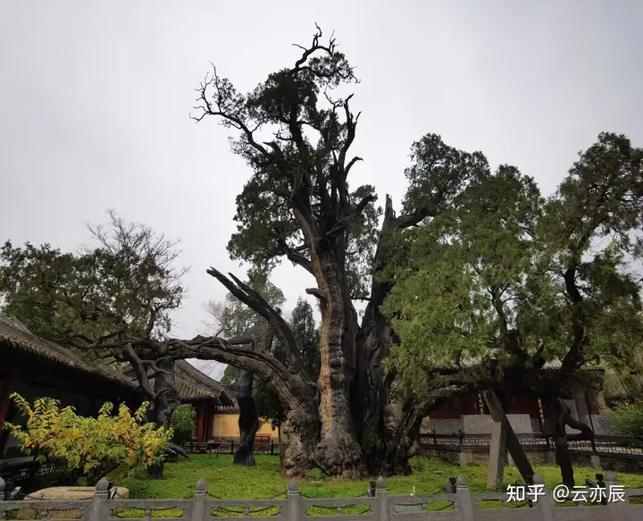 学到了（非遗嵩山寺）非遗嵩山寺 第9张