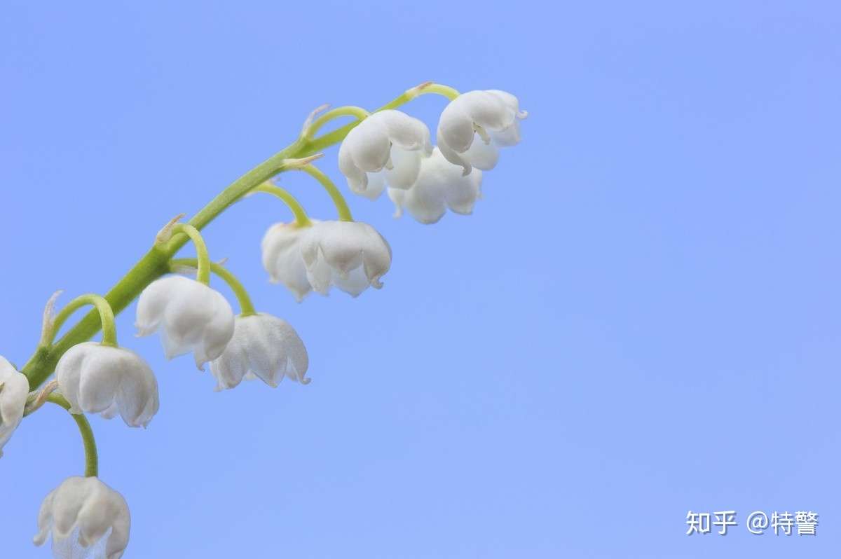 每一种植物都有一个关于爱与忧伤的传说 知乎