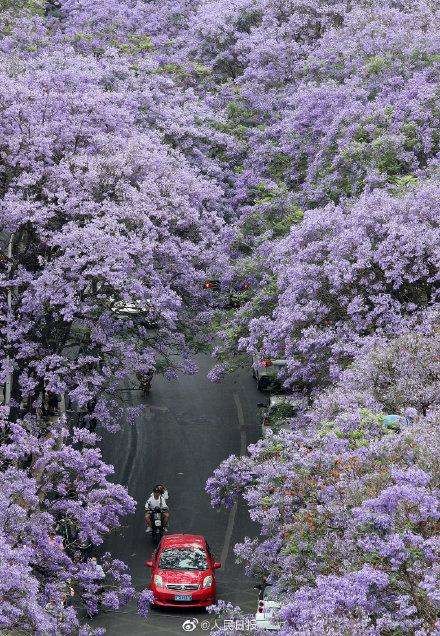 初夏的蓝花楹 演绎着蓝紫色的童话 知乎