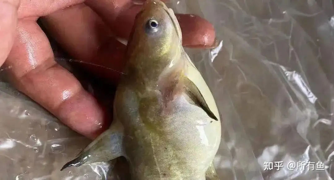 黄颡鱼腹水的治疗思路 知乎