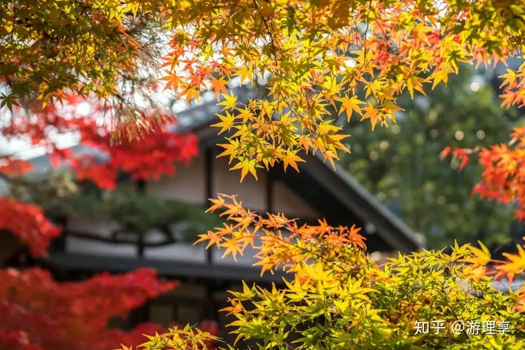 日本人爱红叶胜过樱花 只有在京都经历 红叶狩 的人才能明白 知乎