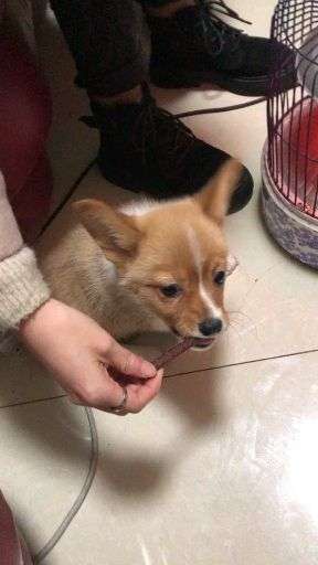 怎么看小狗是不是犬瘟细小 v2-83bd67b1f87ba0bdf80554ef11b38948_bh.jpg?source=1940ef5c