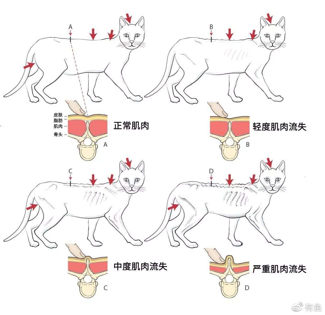 有鱼课堂 猫咪究竟需要多少蛋白质 知乎