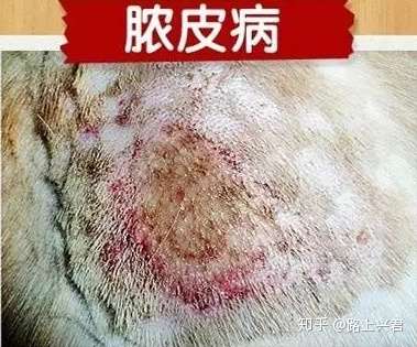 狗狗常见的皮肤病 你认识几种 知乎