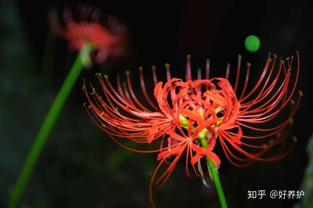 天花乱坠 中的 天花 原来指的是这几种花 知乎