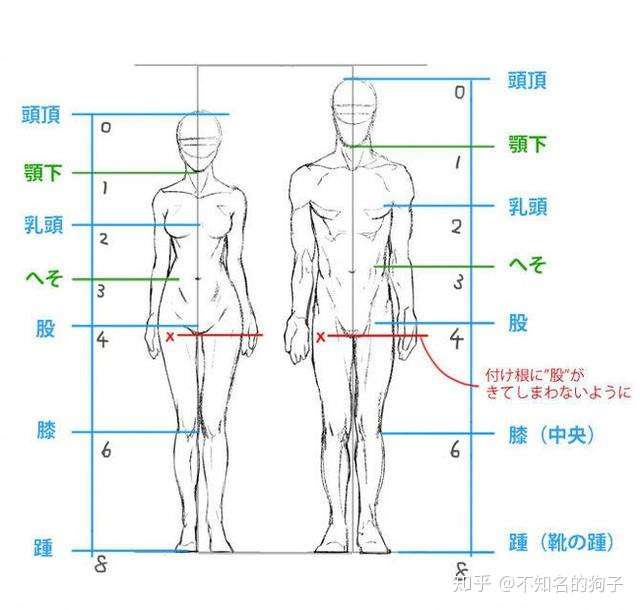 画不好人体比例没关系 看完这篇不用愁 知乎