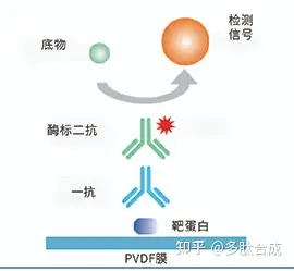 图片[1]-免疫印迹(Western Blot)的基本原理、实验步骤-Hypeptide