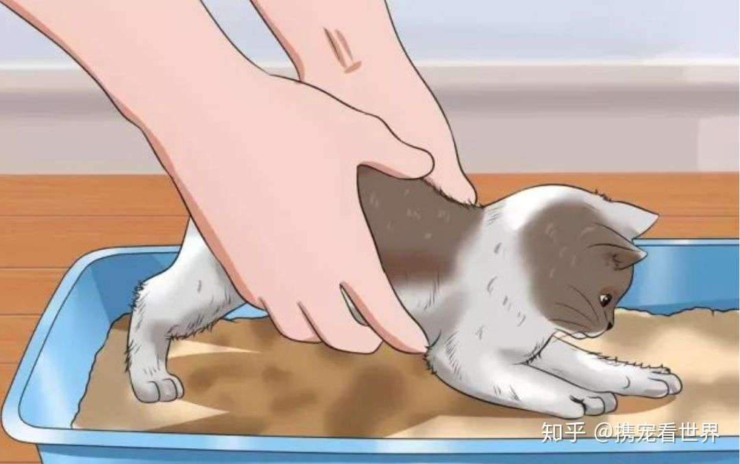 小小猫是怎么学会用猫砂的 真的需要铲屎官 言传身教 吗 知乎 小小猫是怎么学会用猫砂的 真的需要铲屎官 言传身教 吗 知乎