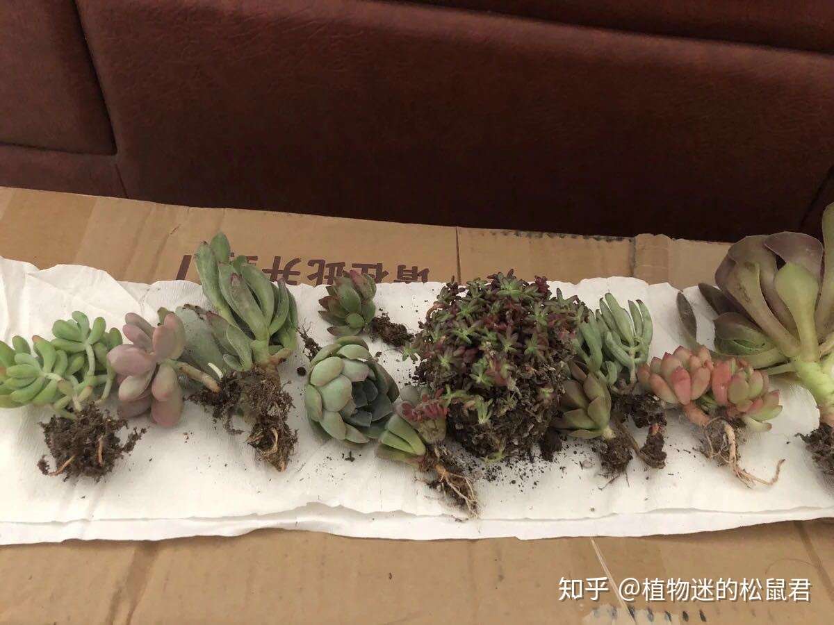 网购植物讲究多 到手裸根巧处理 收获遗憾一步之遥 知乎