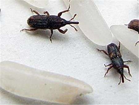 民间捉牙虫当中的牙虫是什么