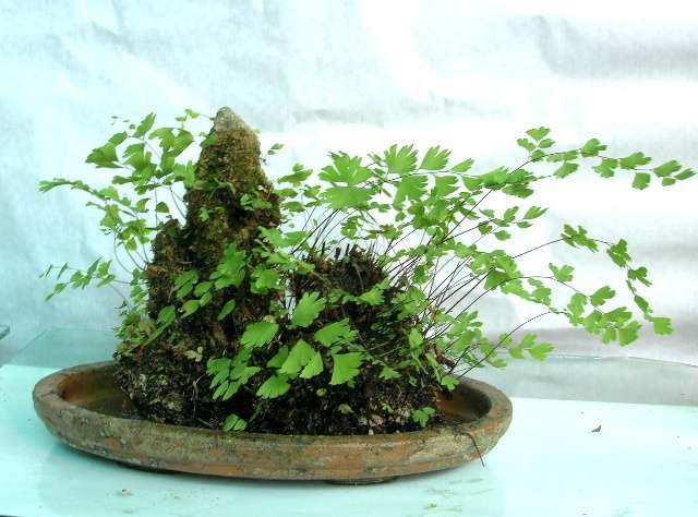 上水石上栽什么植物好(吸水石上种什么植物)插图(3) 上水石上栽什么植物好(吸水石上种什么植物)插图(3)