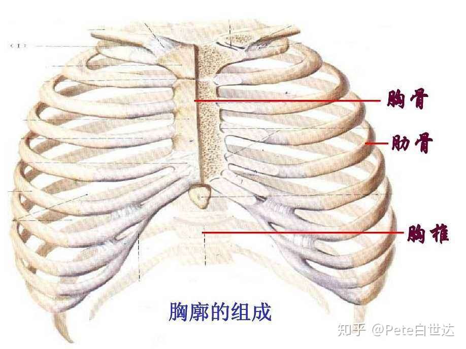汽车碰撞技术 四 胸廓结构 胸部碰撞损伤 知乎