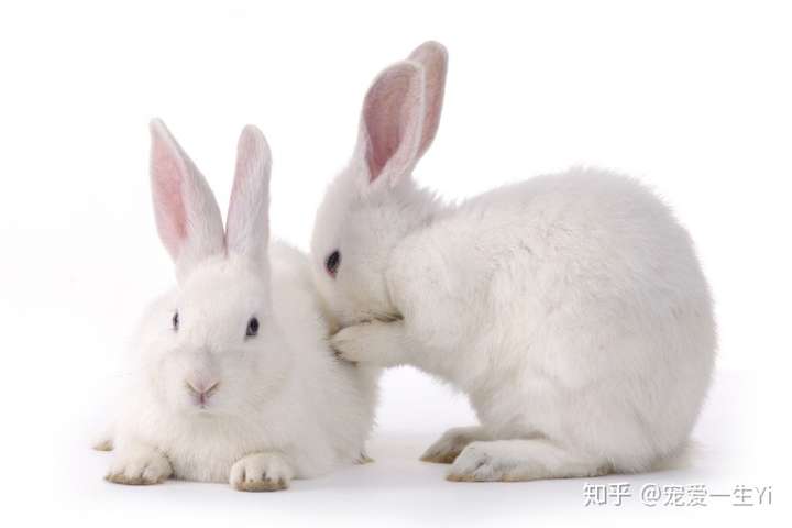 宠爱一生yi 兔子舔毛不仅是它们梳理身体与保持毛发整洁的一种方式