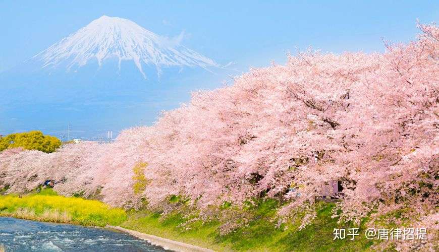 日本樱花的秘密 知乎