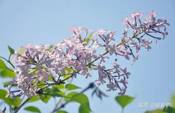 干货满满（丁香花图片）银杏树图片大全高清 春夏秋冬 第3张