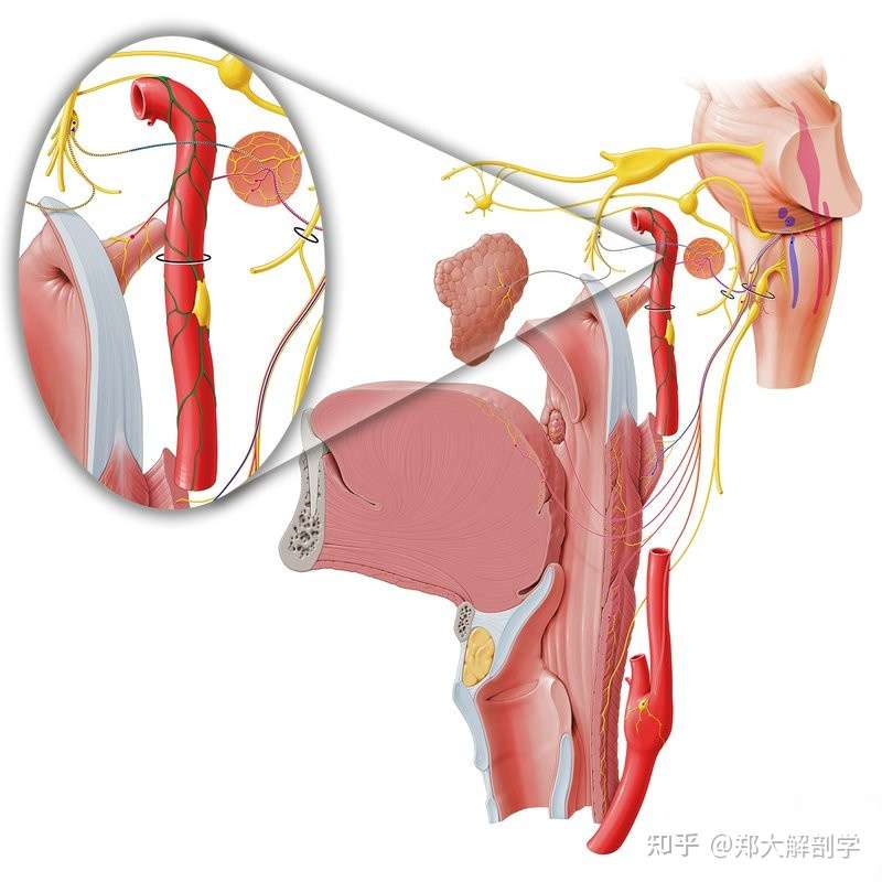 血管的神经支配 知乎