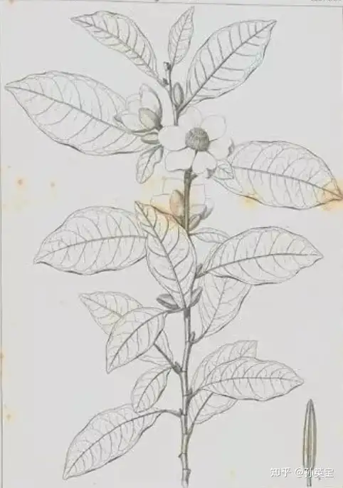 深度揭秘（为什么说木兰科是被子植物中最原始的类群之一?）为什么木兰科是被子植物最原始类型，科学绘画||被子植物家族的木兰科成员，内蒙古人事考试信息网-官网，