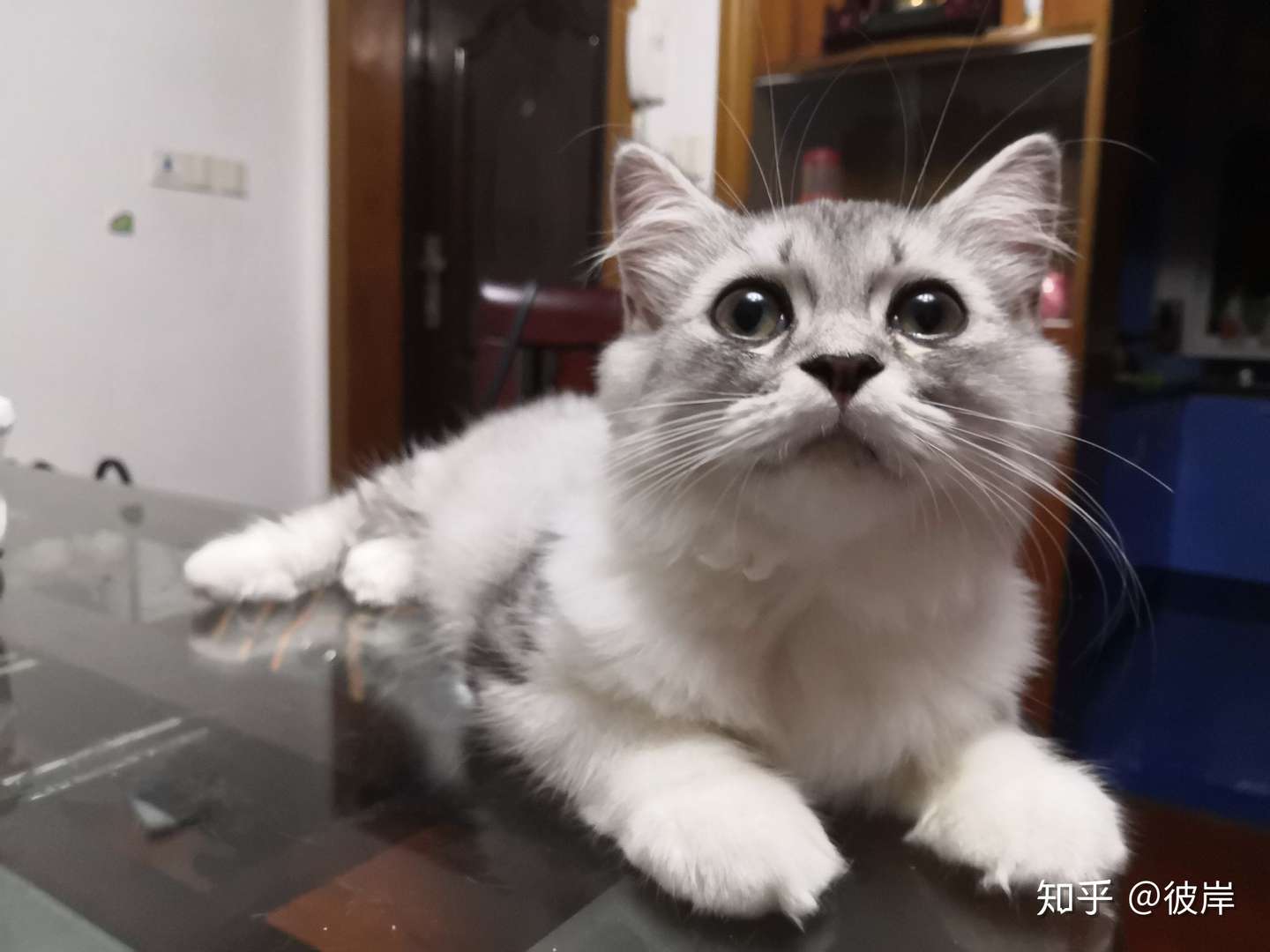 满满对抗猫腹水记录- 知乎