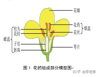 专业人士眼中的花有何不同 知乎 专业人士眼中的花有何不同 知乎