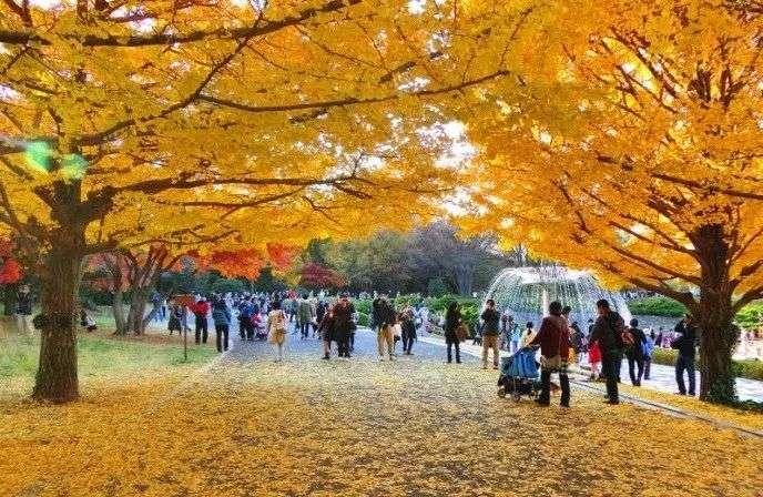 唐红的恋歌 跟着柯南君 看日本的万种枫情 知乎