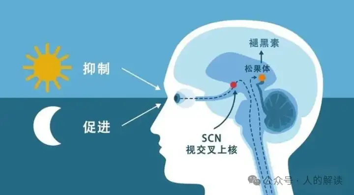 神奇的松果体，奥秘远超想象-人的解读