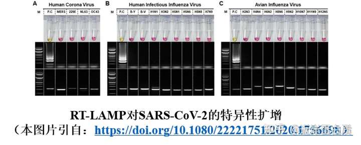等温扩增bst 2.0、bst dna/rna聚合酶