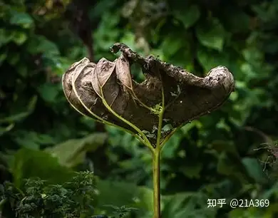 室内空气污染的12种表现