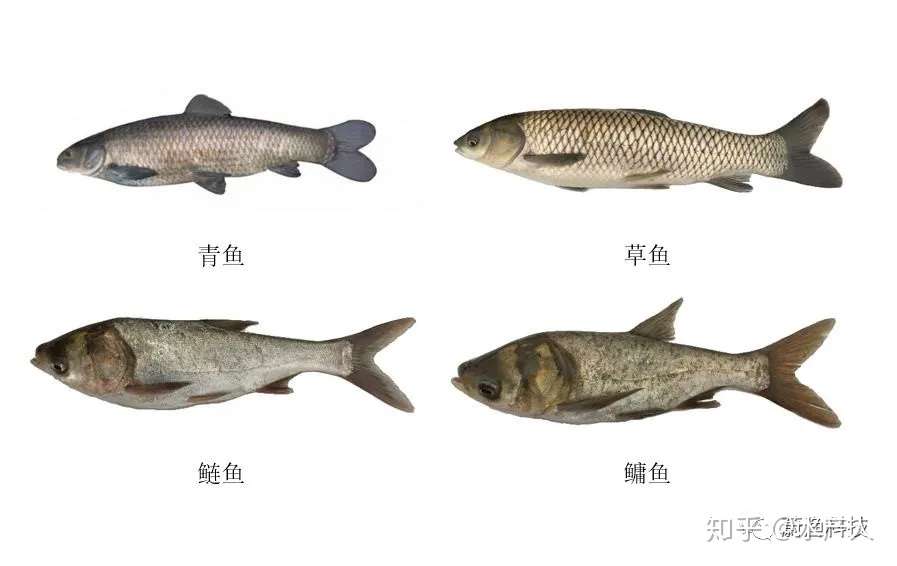 四大家鱼养殖想要多赚钱 这套花白鲢高产养殖技术学起来 知乎