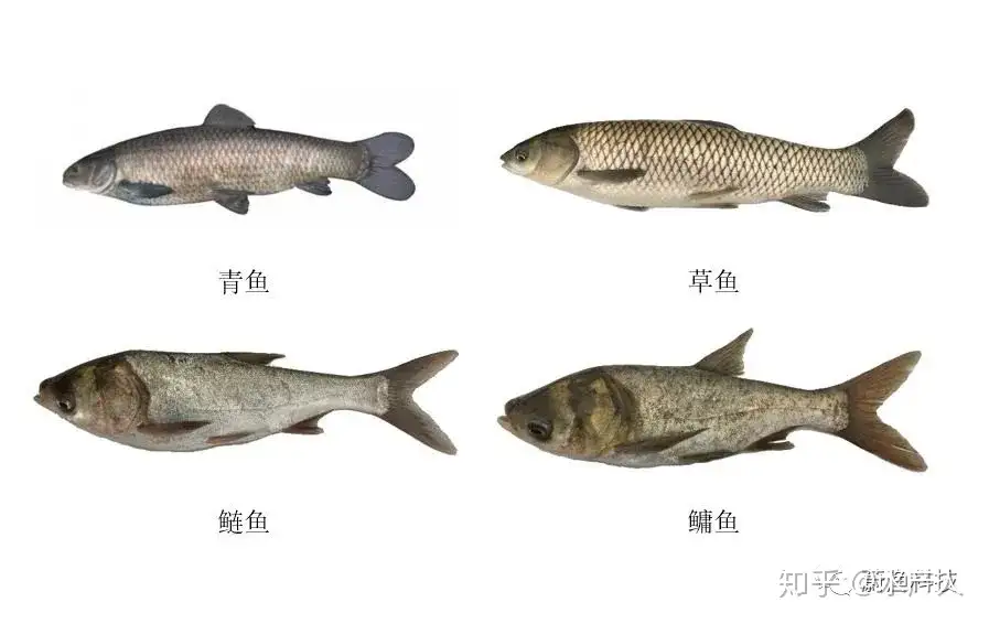 四大家鱼养殖想要多赚钱 这套花白鲢高产养殖技术学起来 知乎