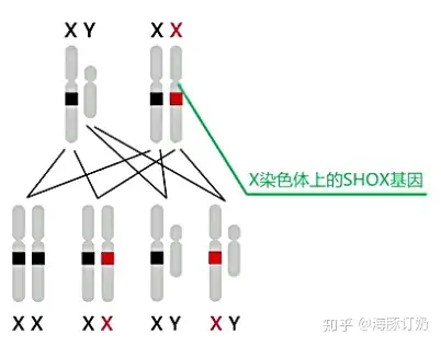 海豚订奶爱情与身高无关但成年后想长高得看情况