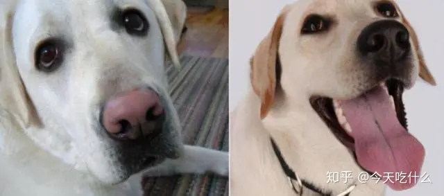 我家狗狗鼻子起头“变色”了，那是怎么回事？（狗狗鼻子为什么变色）