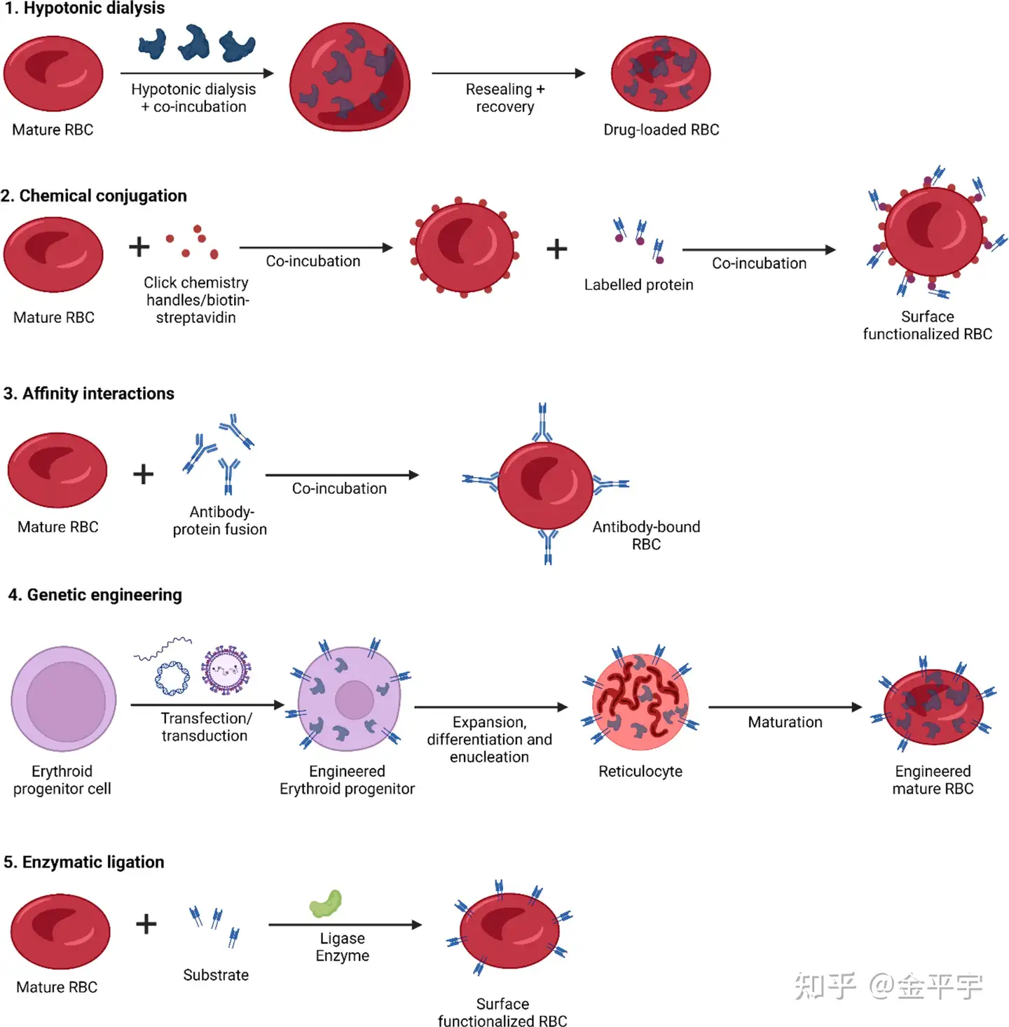 基于红细胞及其衍生纳米颗粒的药物递送系统的进展【2】红细胞药物递送