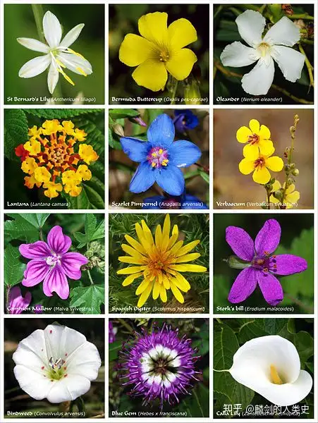 硬核推荐（地球植物种类图片）地球的植物，【地球生物全系列——植物篇】植物界—被子植物门（上），统帅装修客服电话，麒麟985和骁龙778g哪个好，
