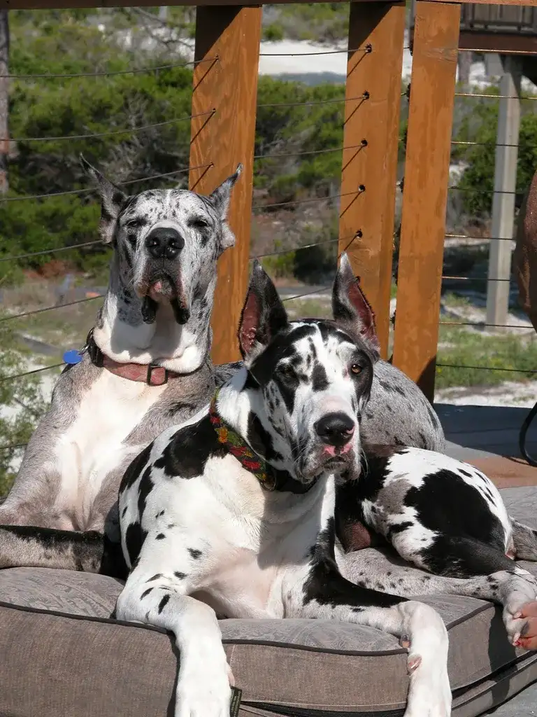 百科 大丹犬 一辆车都装不下的狗 知乎