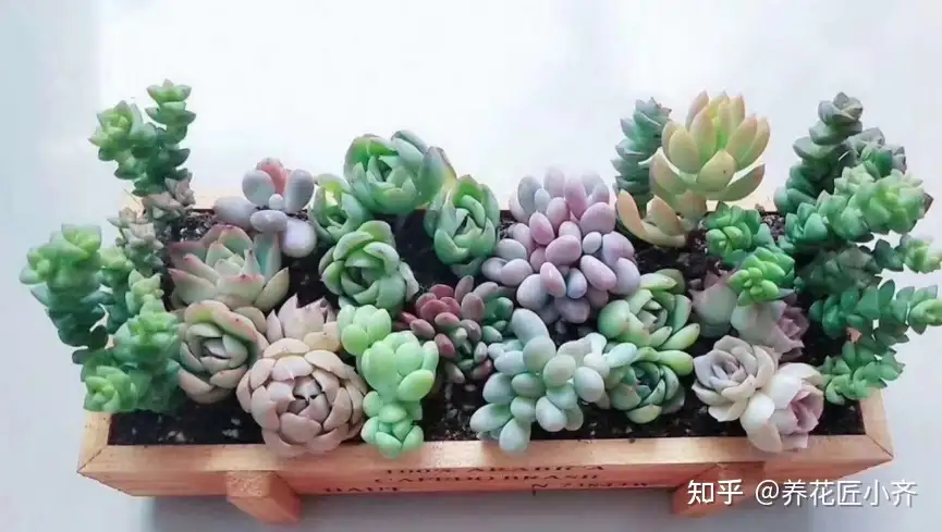 多肉植物如何施肥 肥料必须用 不然影响长势 但是要记住这6点 知乎