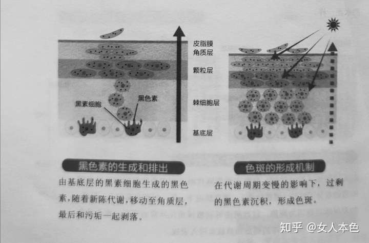 黑素细胞和黑色素的功能