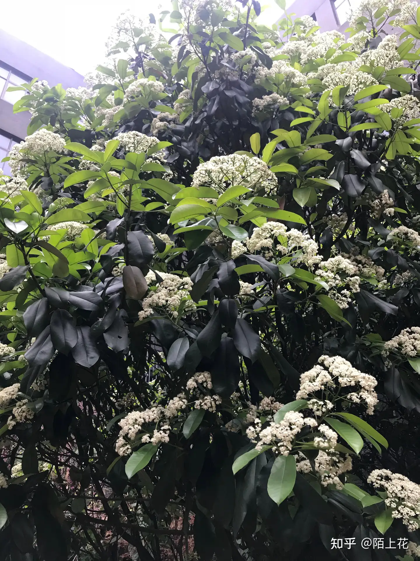 武汉的石楠花又开啦 知乎