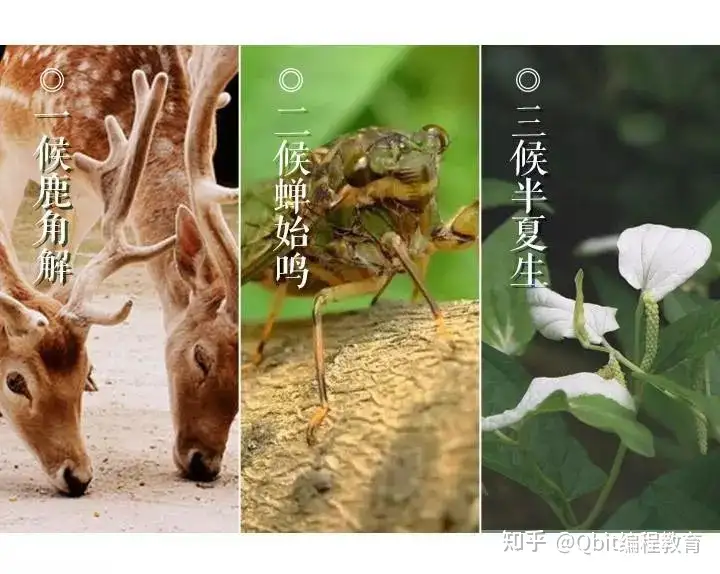 节气小常识：夏至习俗有哪些？夏至三候又是什么？