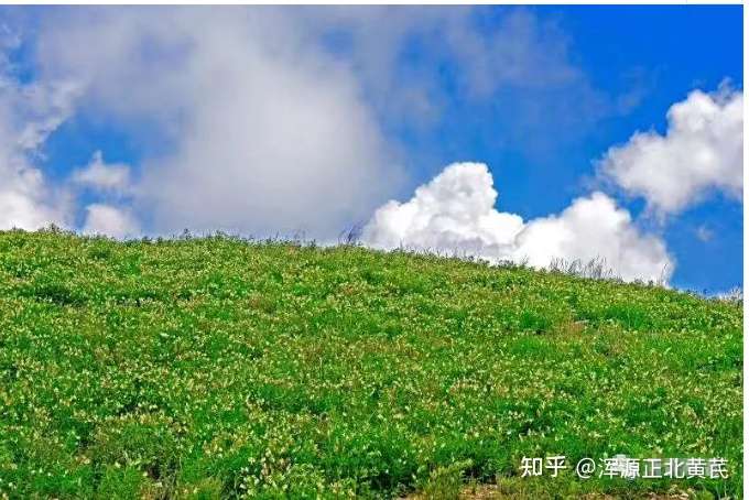 黄芪花长什么样 浑源黄芪开花 知乎