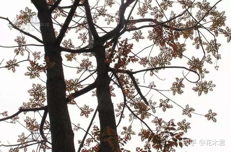 香椿 红椿 紫椿等 其实不是同一种植物 知乎