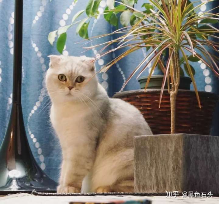 新手如何养好一只猫 营养篇 持续更新 知乎