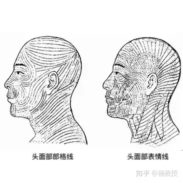 切口的位置影响术后瘢痕的恢复效果