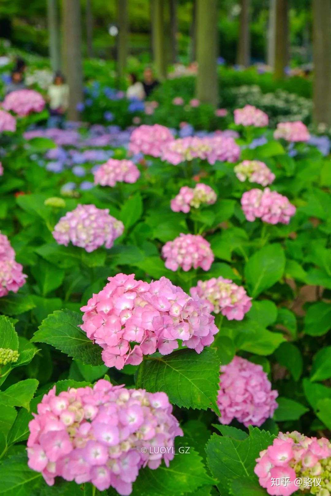 六月限定 梅雨时节最治愈的 就是紫阳花了 知乎