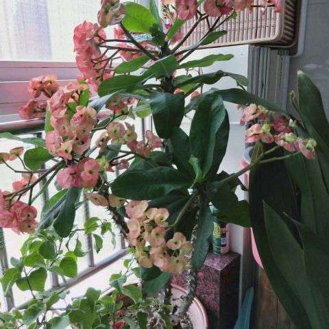 虎刺梅怎么养(虎刺梅的养护大全)插图(7) 虎刺梅怎么养(虎刺梅的养护大全)插图(7)