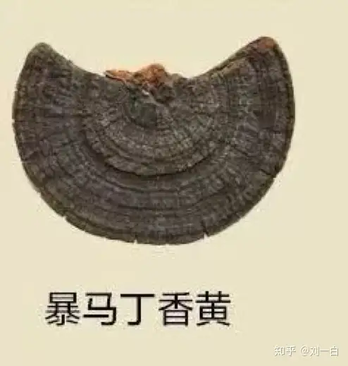 几十元到几万元，是桑黄商家的漫天要价还是品质追求？（桑黄是什么价格）