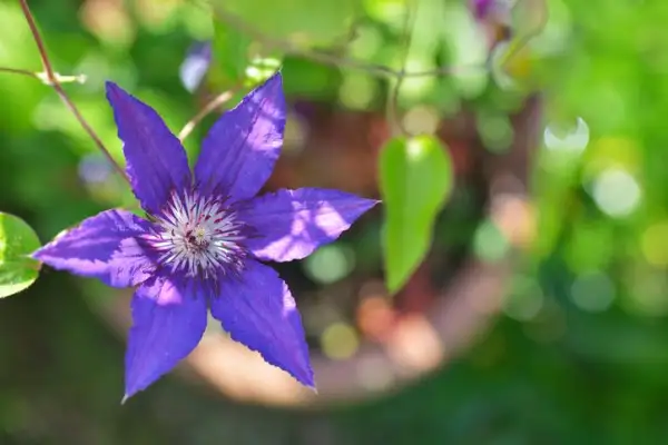 五月上旬诞生花 知乎