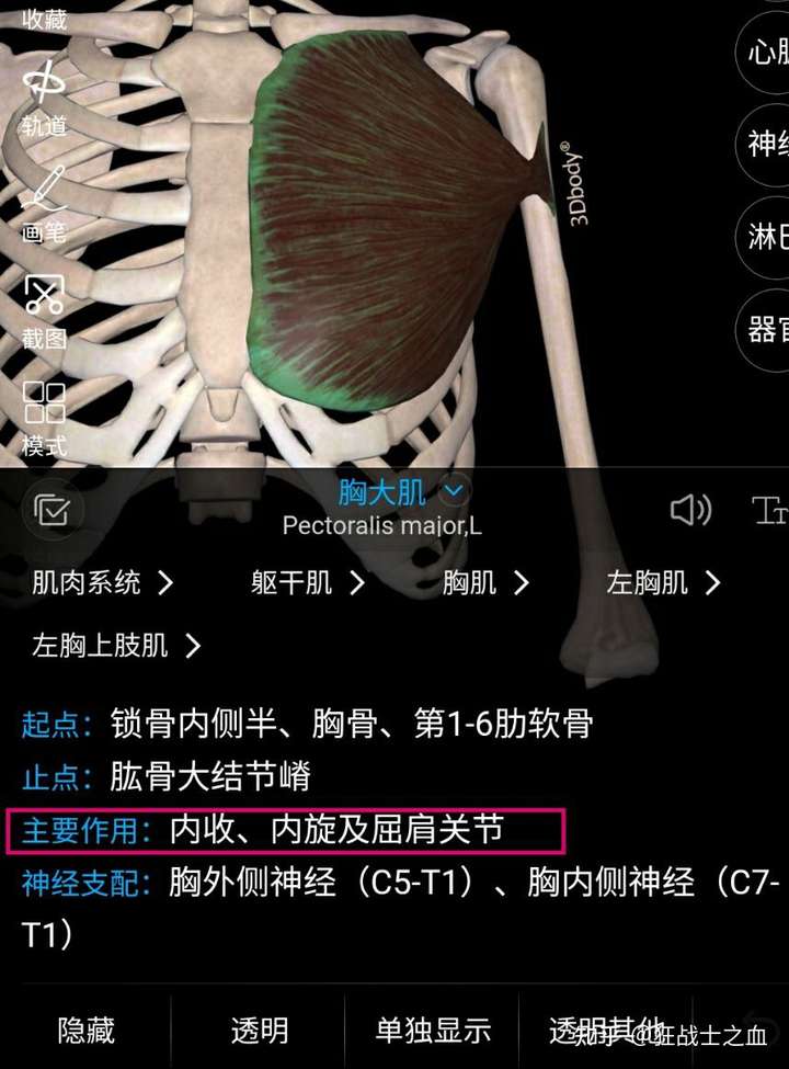 胸大肌和背闊肌都有肩關節內收和內旋的功能,因此練背的時候會練到胸