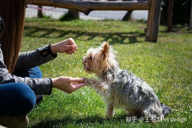 狗狗训练 教爱犬握手 知乎