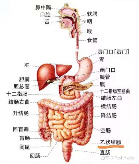 结肠炎疼痛位置图图片
